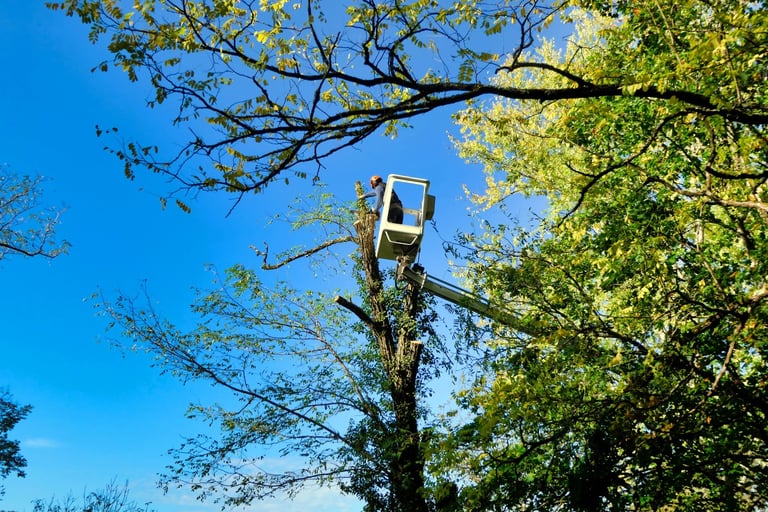 Tree surgeon in a lift cutting branches off a tall tree